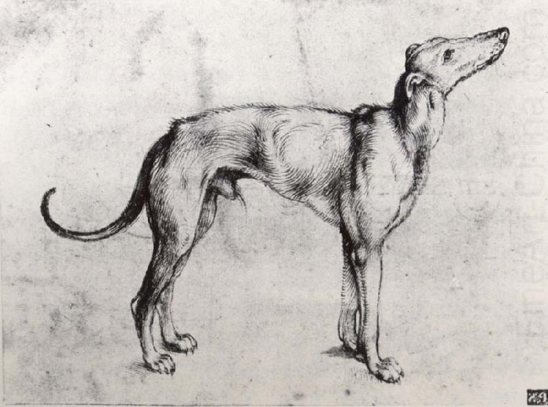 Albrecht Durer A Grayhound china oil painting image